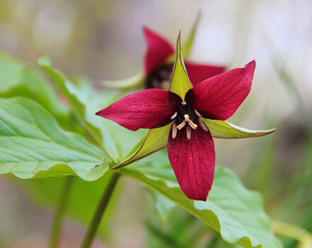 Red trillium blossom (photo: Laurel Swope-Brush)