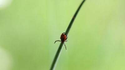 A tick climbs down a blade of grass, against a green background. (photo © Canva Commons)