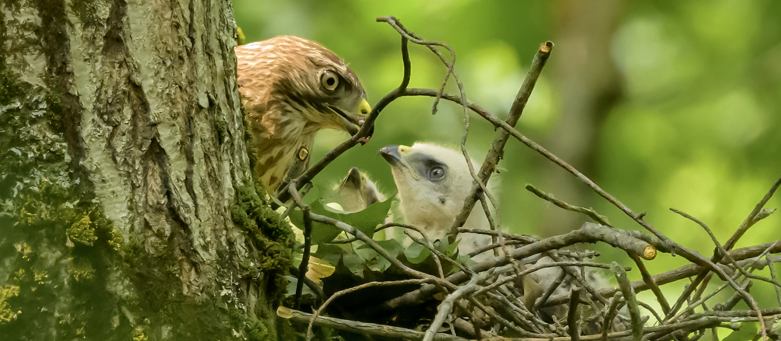 A broadwing adult feeds her two fuzzy white chicks on a nest made of large twigs. (photo © Chuck Carlson)
