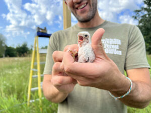 A smiling man holds a squawking, fuzzy white kestrel nestling. (photo © Brett Amy Thelen)