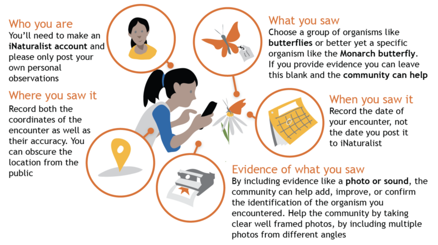 iNaturalist getting started graphic.