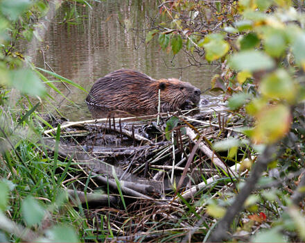 A beaver chews a small stick near a beaver dam in Peterborough, New Hampshire. (photo © Francie von Mertens)