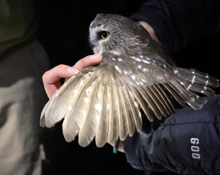 A saw-whet with its wing fanned out. (photo © Tricia Saenger)