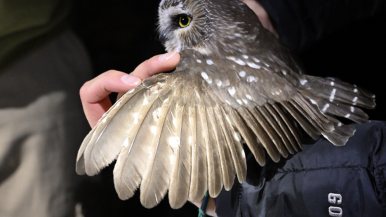 A saw-whet with its wing fanned out. (photo © Tricia Saenger)