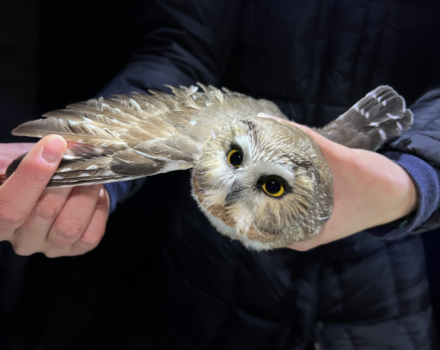 A saw-whet in hand, wing spread. (photo © Brett Amy Thelen)