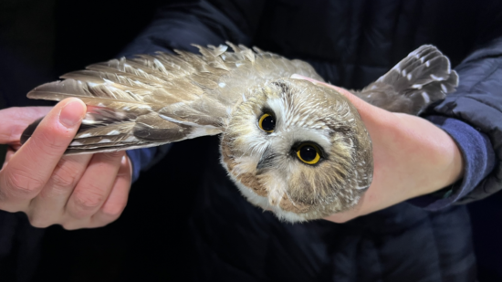 A saw-whet in hand, wing spread. (photo © Brett Amy Thelen)