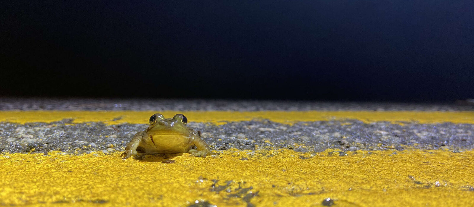 A juvenile bullfrog pauses on the yellow centerline of a paved road. (photo © Taylor Jackson)