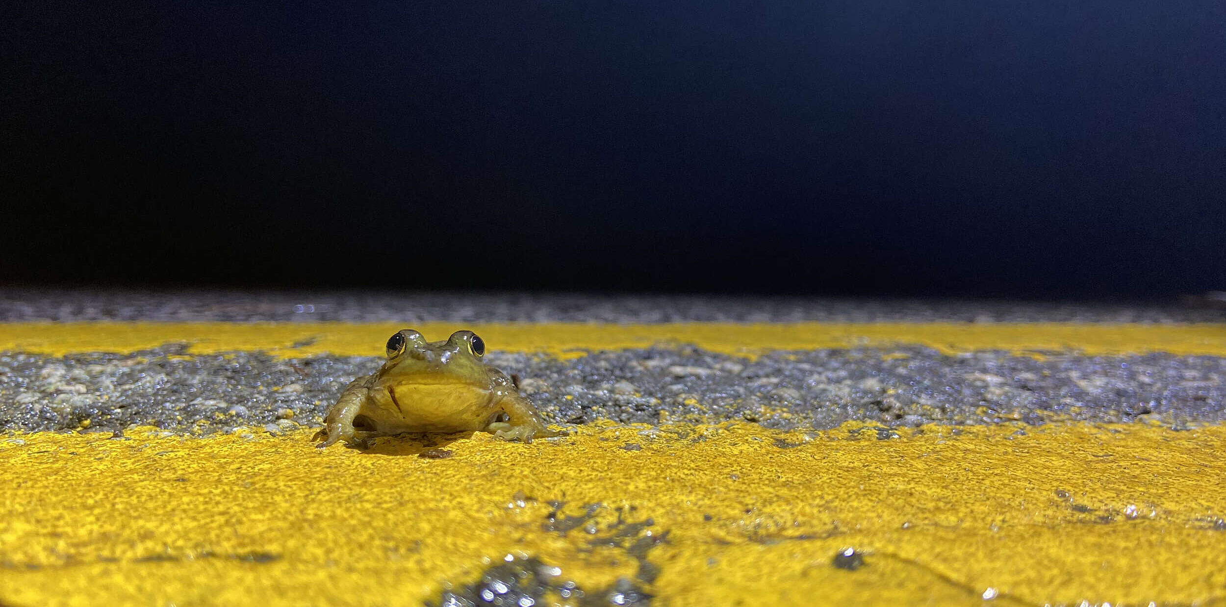 A juvenile bullfrog pauses on the yellow centerline of a paved road. (photo © Taylor Jackson)