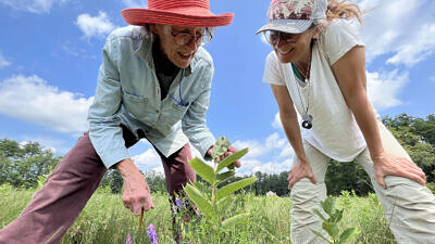 Two women bend down to look closely at a monarch caterpillar on a milkweed plant. (photo © Brett Amy Thelen)