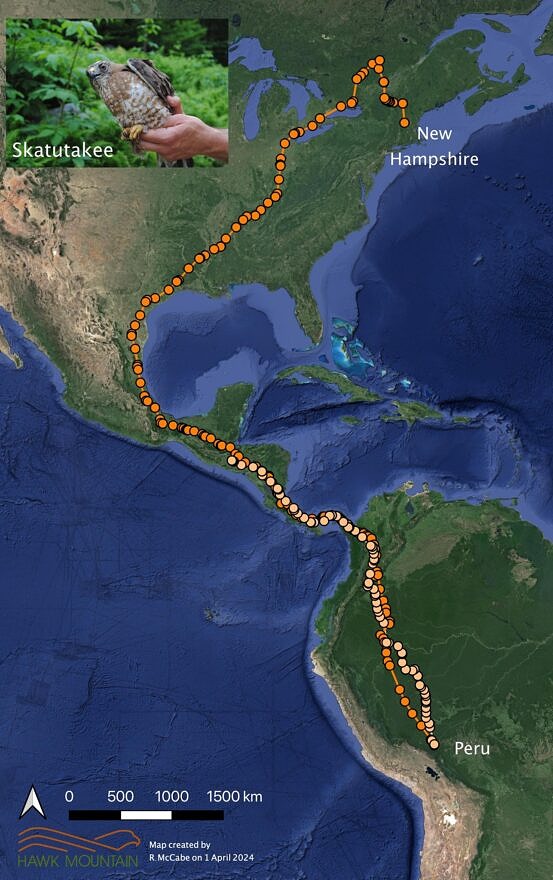 A map showing the migration route of a Broad-winged Hawk who nested in Dublin, NH and overwintered in South America. (image © Rebecca McCabe, Hawk Mountain)