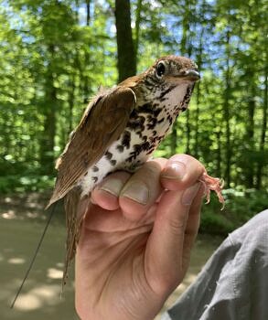 One of six Wood Thrushes tagged in the Monadnock Region as part of the new study. (photo © Phil Brown)