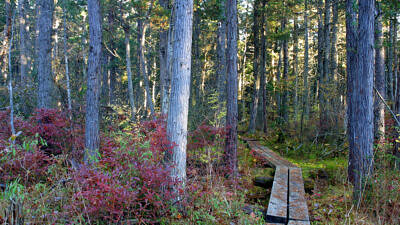 A wooden walkway in a cedar swamp in fall (Photo © Eric Aldrich & The Nature Conservancy)