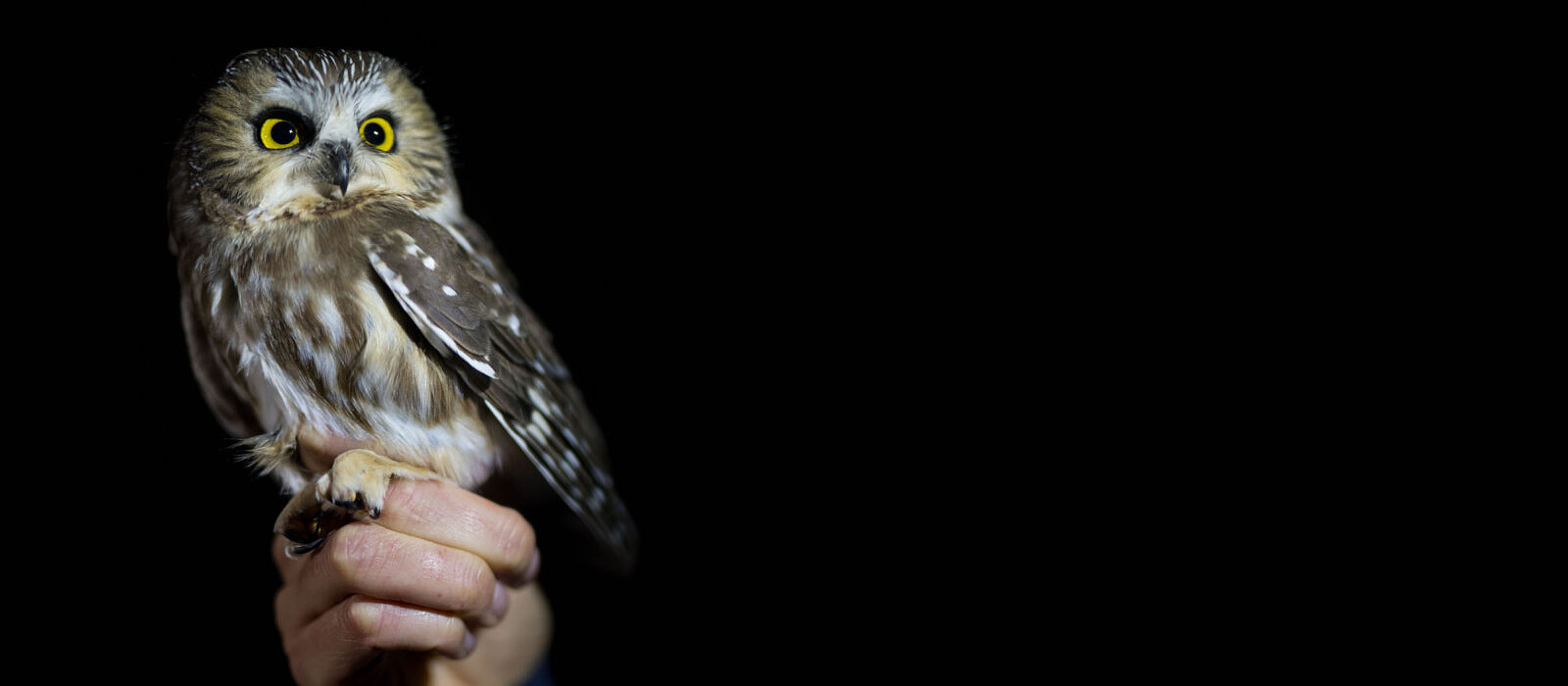 A saw-whet owl, being held in a human hand. (photo © Brett Amy Thelen)