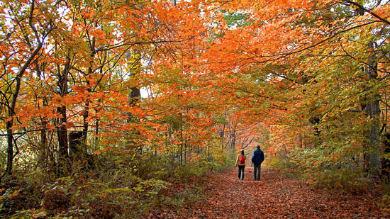 Two people walking through autumn woods