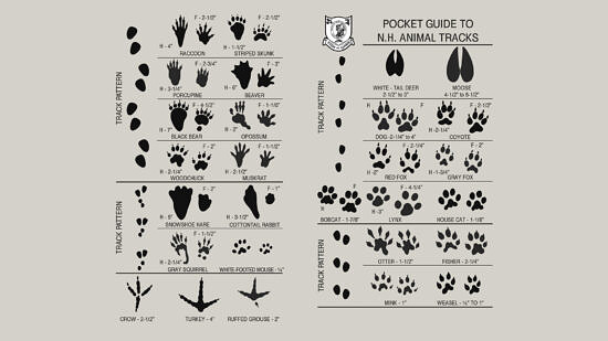 Black animal tracks from NH