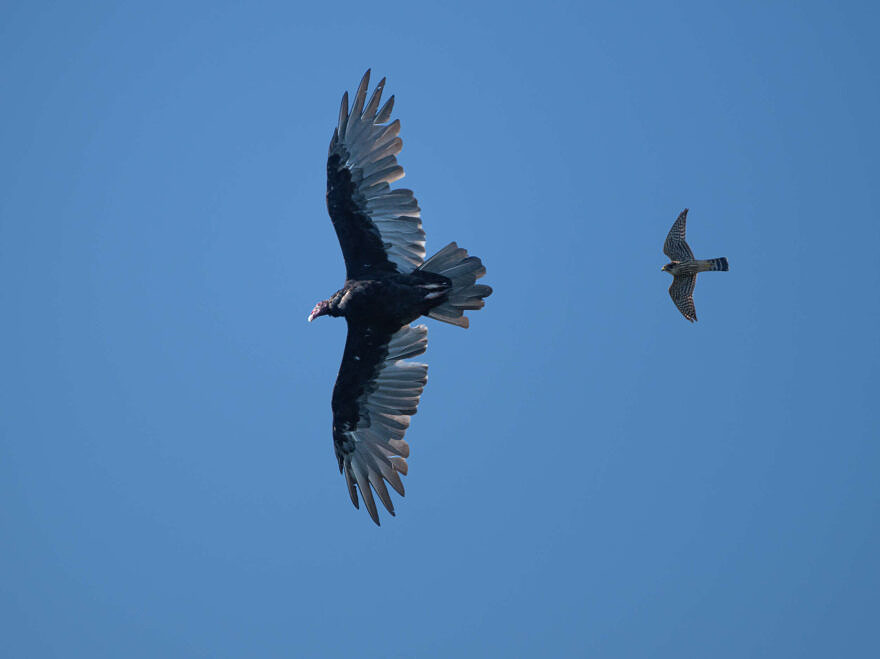 A Merlin chasing a Turkey Vulture in a blue sky (photo © Chuck Carlson)