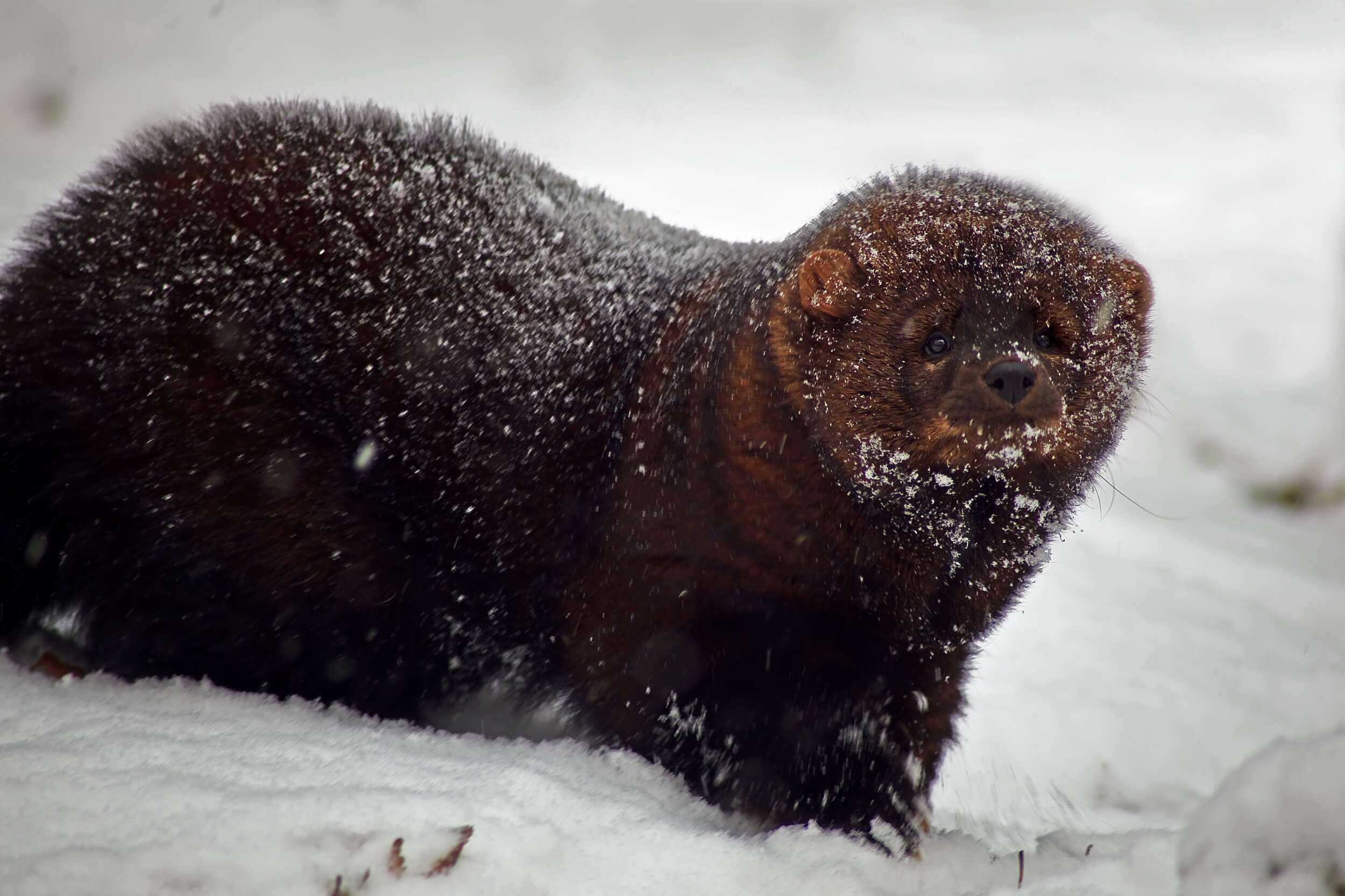 A fisher in the snow (photo © ForestWander)
