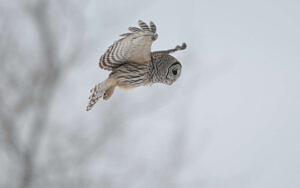 Barred Owl in flight for hunting (photo © Francis via Adobe)