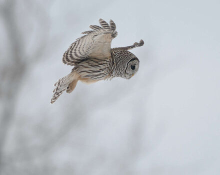 Barred Owl in flight for hunting (photo © Francis via Adobe)