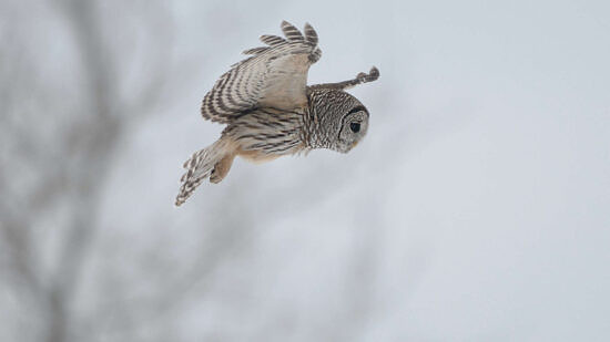 Barred Owl in flight for hunting (photo © Francis via Adobe)
