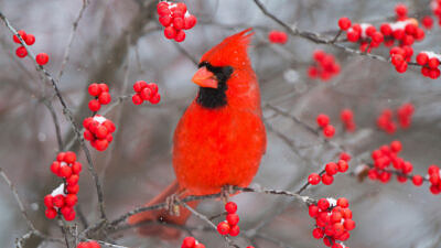 A red male cardinal in a snowy tree surrounded by red berries (photo © Danita Delimont)
