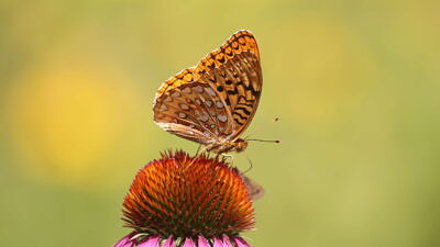 A Great Spangled Fritillary butterfly perches on a coneflower. (photo © Nate Marchessault)