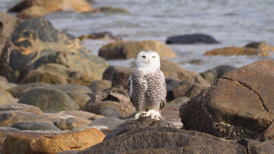 A snowy owl sits on a rock by the ocean on Plum Island (photo © KrisNM via the Flickr Commons)