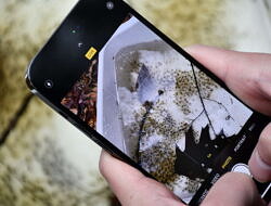A close-up of a smart phone taking a picture of wood frog eggs. (photo © Audrey Dunn)