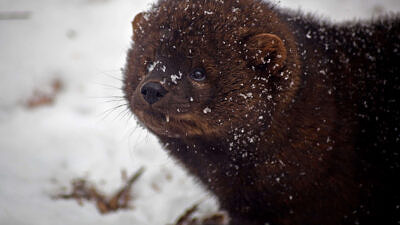 A fisher in the snow (photo © ForestWander)