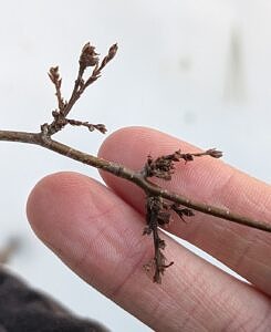 A birch stem with feathery growths. (photo © Nate Marchessault)