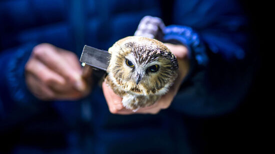 Male saw-whet owls do not differ visually from females, but wing measurements, taken together with weight, can help determine the sex of each bird. (photo © Ben Conant)