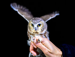 A Northern Saw-whet Owl banded at the Harris Center in 2024 (photo © Ben Conant)