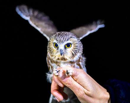 A Northern Saw-whet Owl banded at the Harris Center in 2024 (photo © Ben Conant)