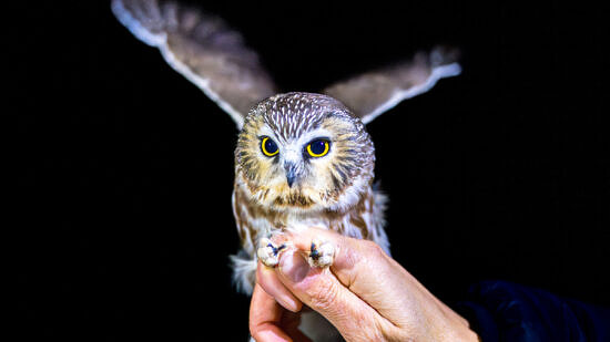 A Northern Saw-whet Owl banded at the Harris Center in 2024 (photo © Ben Conant)
