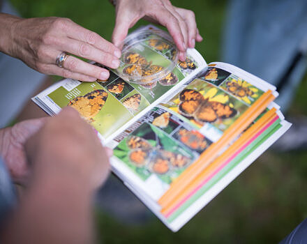A closeup of the "Crescents" page of a butterfly field guide.