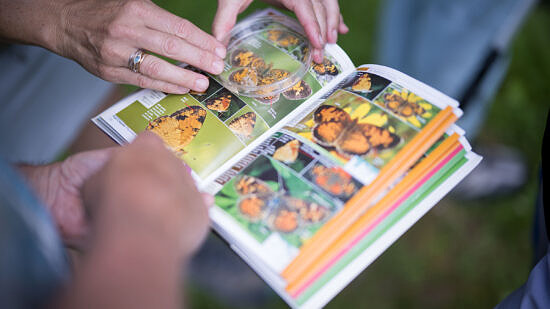 A closeup of the "Crescents" page of a butterfly field guide.