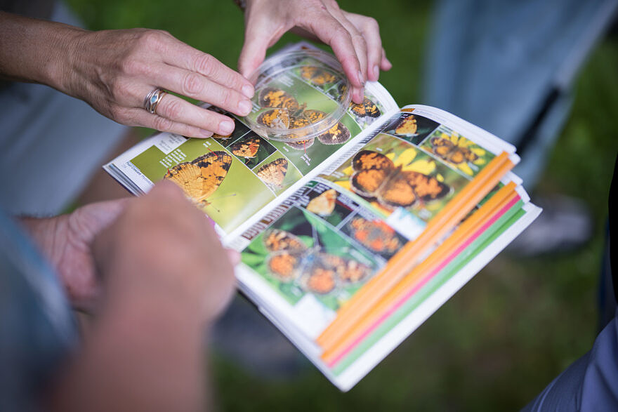 A closeup of the "Crescents" page of a butterfly field guide.