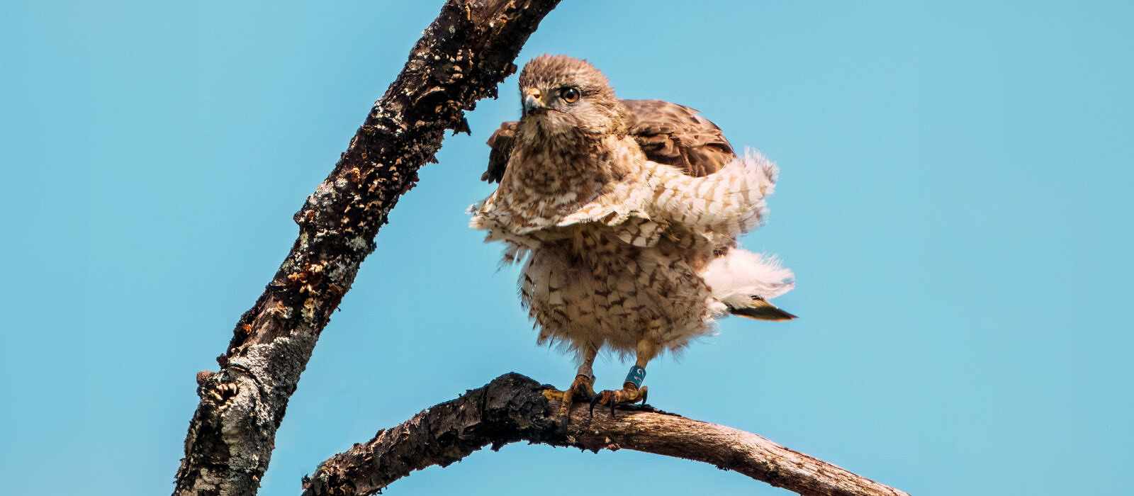 An adult male Broad-winged hawk (photo © Tom Momeyer)