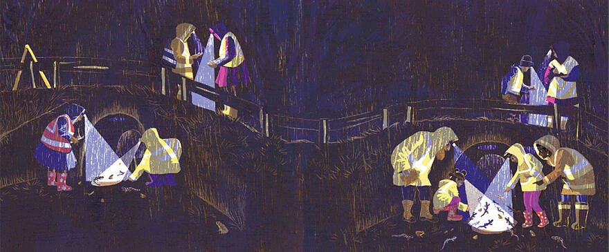 An illustration from the book "Safe Crossing" by Kari Pervical, in which people with flashlights watch as frogs and salamanders migrate through tunnels under a road.