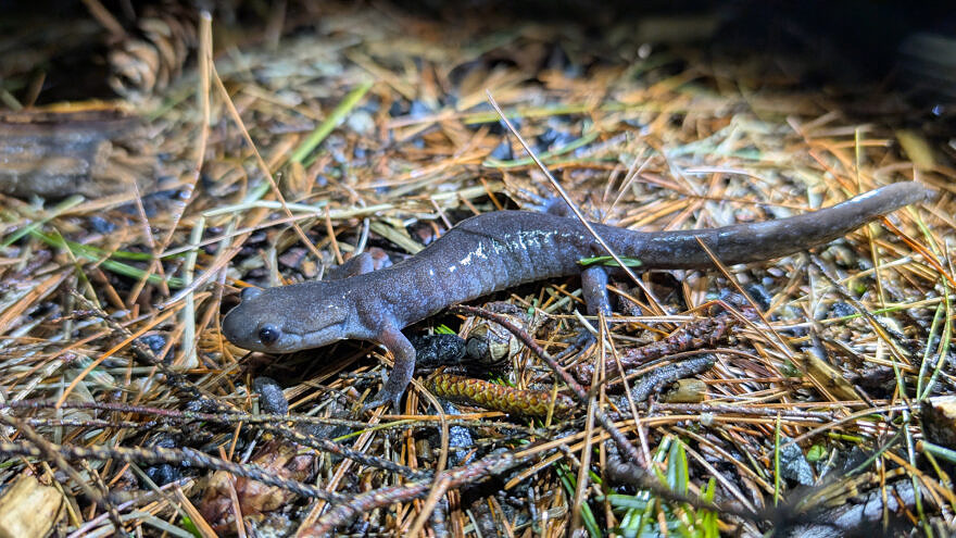 A Jefferson complex salamander crawls across the forest floor. (photo © Nate Marchessault)