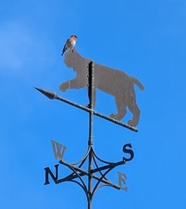 An Eastern Bluebird perched on top of the Harris Center's bobcat-shaped weathervane. (photo © Nate Marchessault)