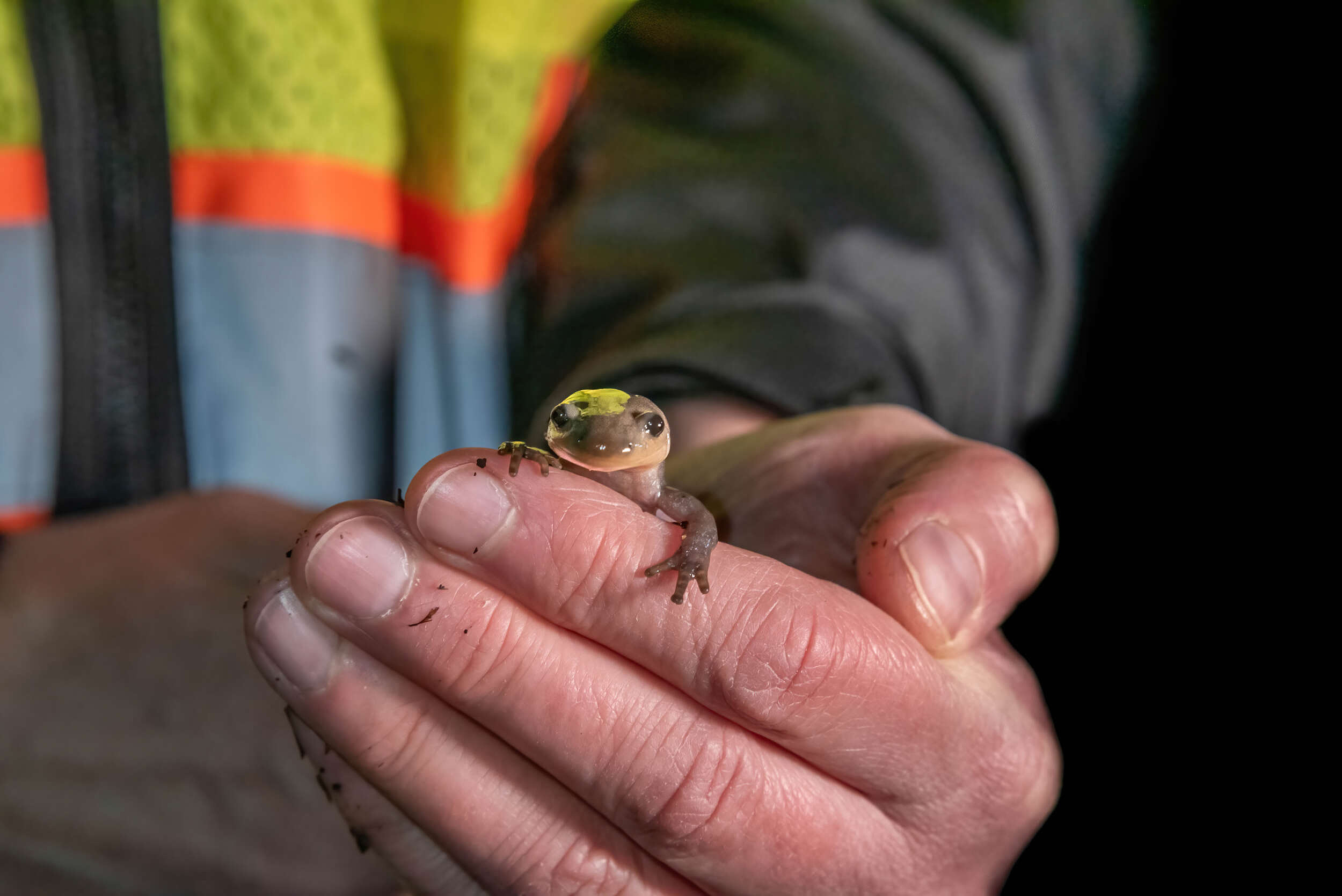 A Jefferson salamander peering over a person's fingers. (photo © Nina Duggan)