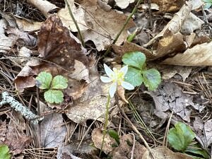 Threeleaf goldthread blooming on the forest floor in late April. (photo © Brett Amy Thelen)