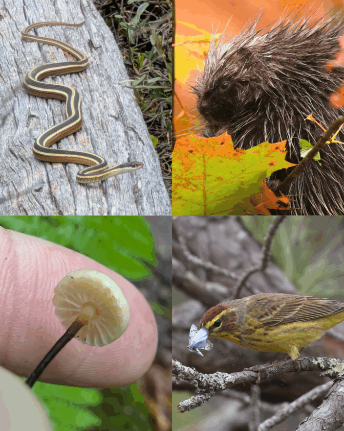 iNaturalist observations by staff ecologist Nate Marchessault 