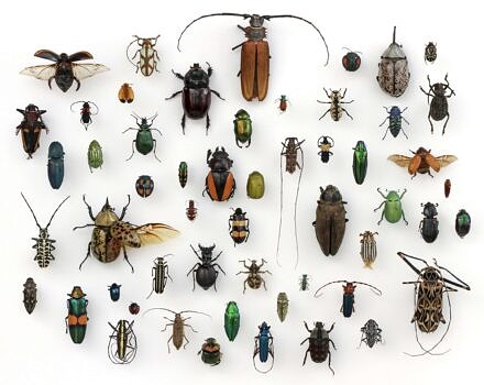 A collection of beetles (photo by Alex Wild via Rawpixel)