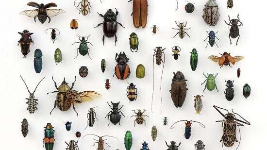 A collection of beetles (photo by Alex Wild via Rawpixel)