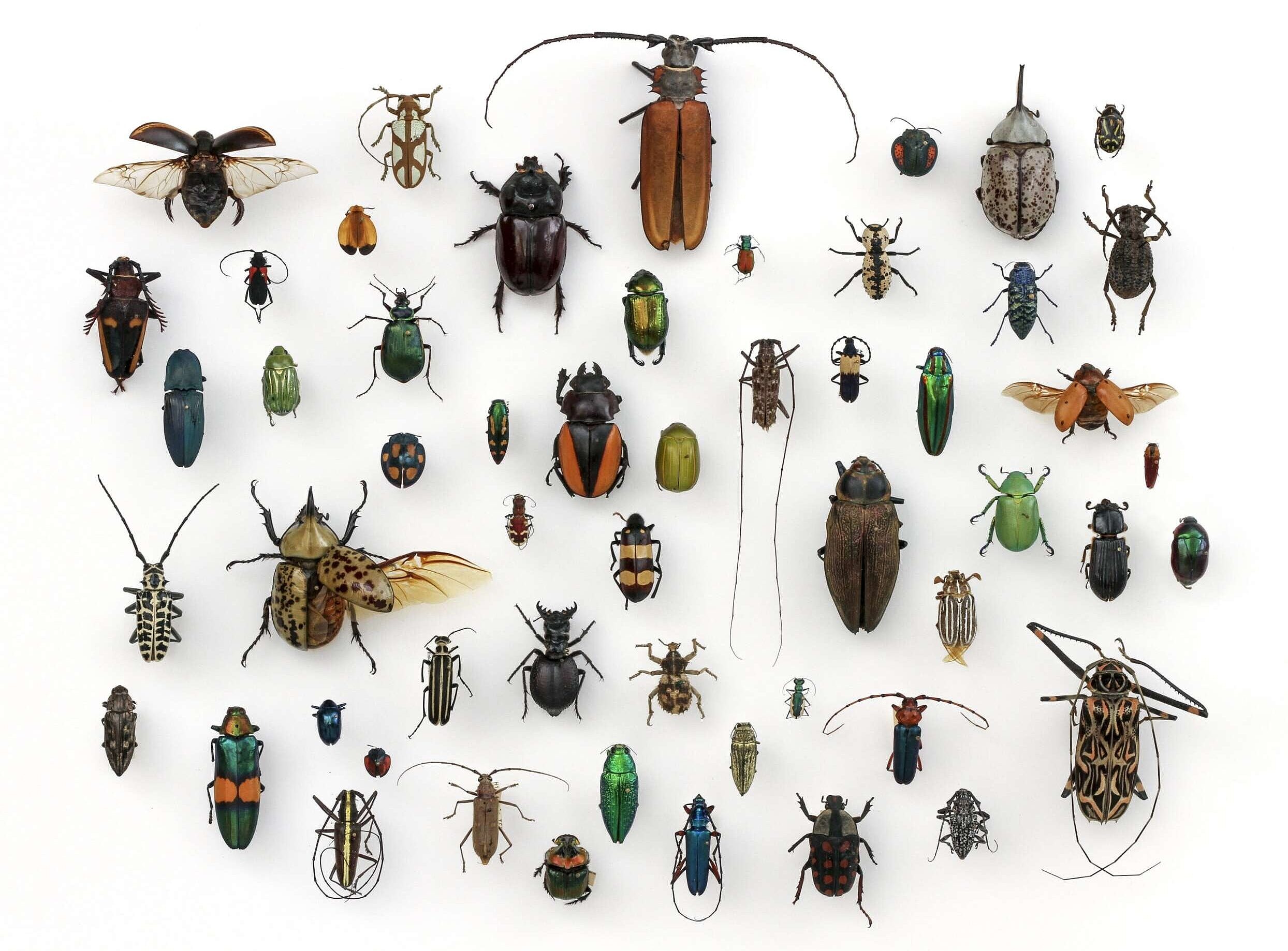 A collection of beetles (photo by Alex Wild via Rawpixel)
