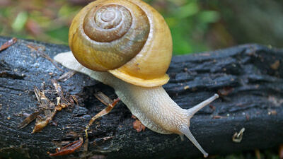 A snail crawling on a log (photo by Michael Nerrie)