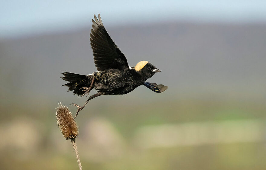 A Bobolink flying in a field (photo by Danita Delimont)