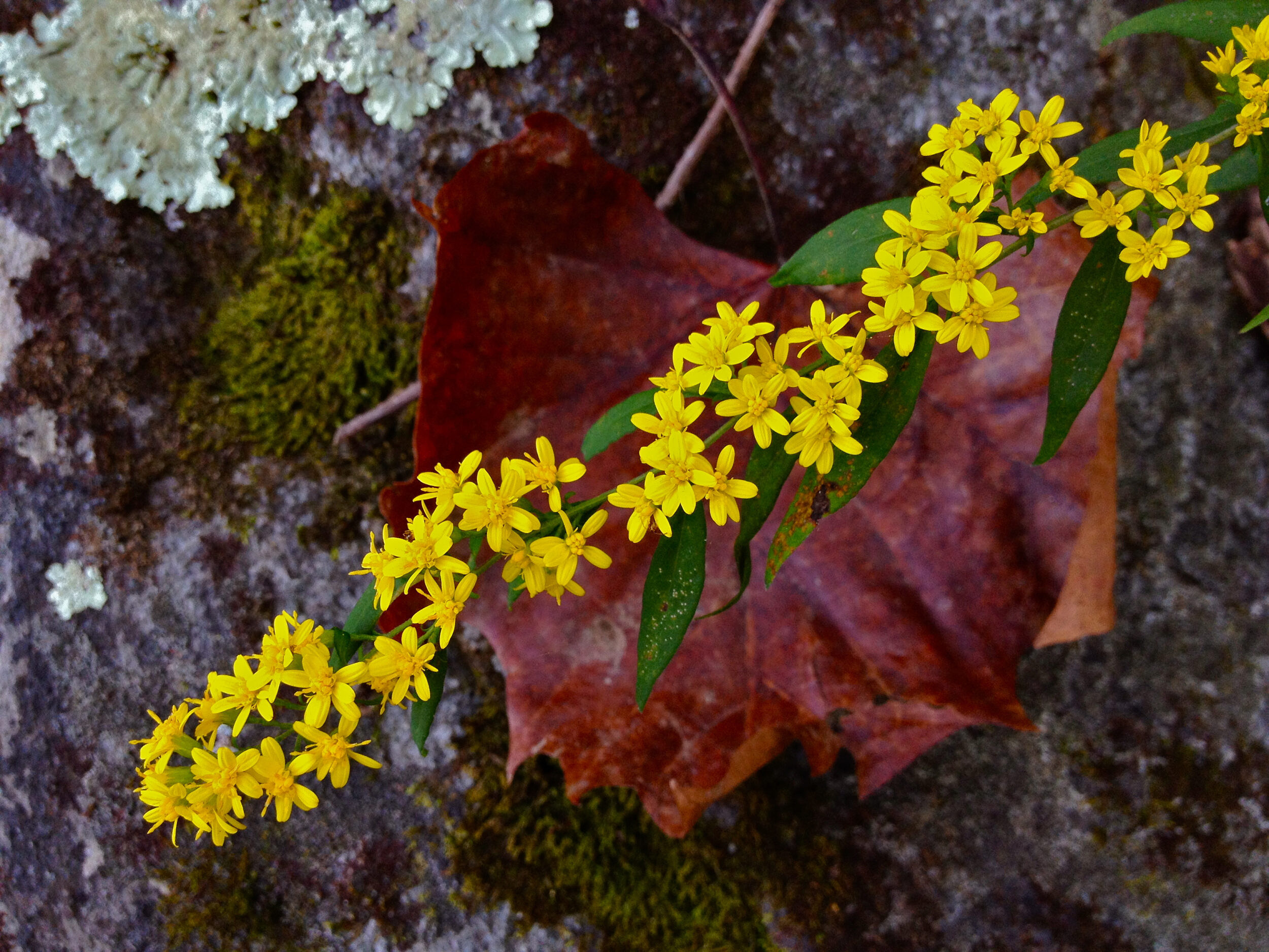 Blue Stem Goldenrod (photo by Fritz Flohr Reynolds via FlickrCommons)